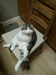 Why Does My Cat Stare At Me Cat Sitting Cats Cat Scottish Fold