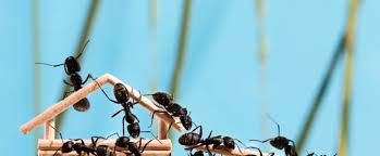Table of content what do i need to consider prior to conducting my own pest treatment?the best do … Pest Control Services Loveland Fort Collins Longmont Boulder Co Iconic Pest Solutions Corp