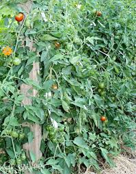 Gardening is a crucial skill that every survivalist needs. Growing Tomatoes In Cooler Climates
