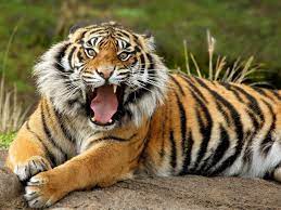 And in this post, we'll look at 28 adorably cute and brilliant photographs of wild animals, captured by incredibly talented photographers. 78 Wild Animals Wallpapers On Wallpapersafari