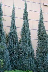 Small and miniature evergreen conifer trees or shrubs such as compact junipers, pine trees, cypress shrubs, yews, and spruce trees are easy to grow and look after. Privacy Shrubs 13 Evergreens To Consider This Old House