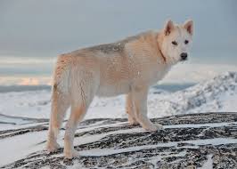 alle hunderassen mit bild edogs de magazin alles rund um den hund hunderassen hunde rassen hunde im schnee