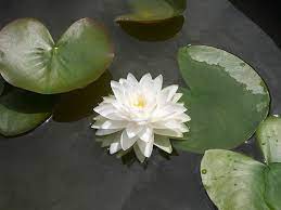 Pin On Water Lilies