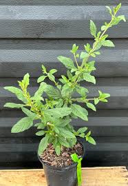 Image result for Lippia