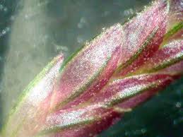 Image result for Eragrostis gangetica