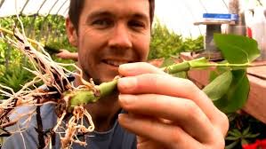 How to Grow Roses From Cuttings Fast and Easy