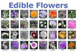 Check spelling or type a new query. Edible Wild Flowers Edible Flowers List Of Edible Flowers Wild Edibles
