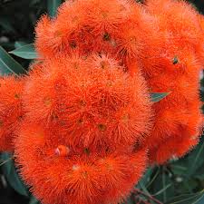 It is a wild flower with red, orange. Flowering Gum Trees Flower Power