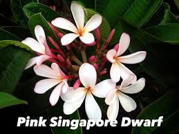 Plumeria Obtusa Dwarf Singapore Pink Grafted Rooted Plant