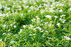 Maybe you would like to learn more about one of these? Meaning Of In Da Flower Is The Pure White Flowers A Flower Can Bloom All Year Stock Photo Picture And Royalty Free Image Image 39278218