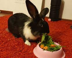 Since they're so small, even a tiny bit can begin to affect them. Can My Bunny Eat Popcorn Bunny Parents