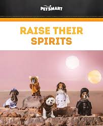 Whether Your Pet Wants To Join The Rebellion Or The Empire Petsmart S Halloween Shop Has Out Of This W Cute Animal Pictures Cute Animals Funny Animal Pictures