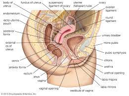 Internal organs of the human body anatomical chart. Cervix Definition Function Location Diagram Facts Britannica