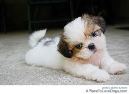Elsie 13 Years Ago Shih Tzu Puppy Pets Cute Puppies