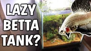 We did not find results for: What S A Lazy Betta Fish Tank Youtube