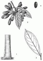 Image result for Annickia