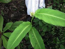 Since their vigorous tropical nature can quickly deplete potting soil of one of the most popular varieties of house plant, philodendrons (philodendron) come in a wide variety of shapes, sizes and foliage color. Botanical Inventory Springerlink