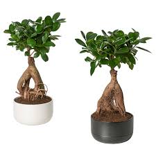 Bekommt er zu heiße sonne ab, steht er zu warm/zu kalt oder weht eine kühle brise an ihm vorbei, dann reagiert er vielfach mit einem auffallendem blattabwurf. Ficus Microcarpa Ginseng Pflanze Mit Ubertopf Bonsai Versch Farben Online Oder Im Einrichtungshaus Kaufen Ikea Osterreich