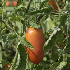 Image result for tomato San Marzano