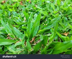 Image result for Axonopus