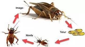 Metamorfosis sempurna ditandai dengan perubahan bentuk tubuh pada serangga dengan. Metamorfosis Tidak Sempurna Pengertian Kecoa Belalang Gambar