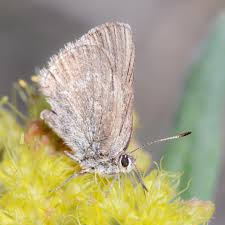 Image result for Satyrium amblyosaccos