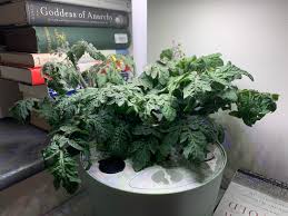 Discover top brands like roberta's and cottage farms, and don't miss our handy variety of gardening equipment like gloves, lawn mowers, leaf blowers, shovels, mulchers, hedge trimmers, pruning shears, sprayers, starter kits, and more. Lots Of Flowers On These Tomatoes Do I Need To Do Anything To Pollinate Or Prune Aerogarden