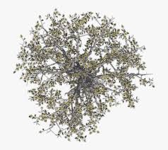 tree top png and psd free download tree branch snag tree png top view free transparent clipart clipartkey tree branch snag tree png