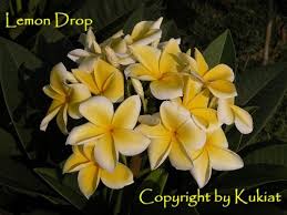 Thornton Lemon Drop Plumeria Plumeria Flowers Flowers Plants