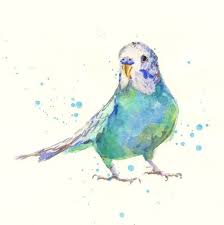 Watercolor Budgie Print Budgie Painting Etsy Watercolor Parakeet Art Watercolor Birds Tutorial