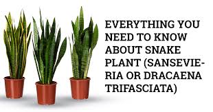 Maybe you would like to learn more about one of these? How To Grow And Care For Snake Plant Sansevieria Or Dracaena Trifasciata