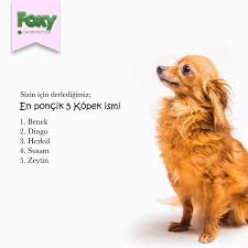 En Poncik 5 Kopek Ismini Sizin Icin Derledik Friendship Petsagram Petoftheday Petphoto Instapet Petinstagram Lovemypet Il Kopek Tintin Instagram