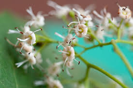 Image result for Ehretia cymosa