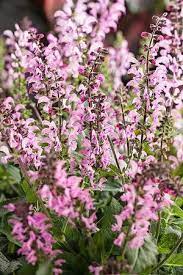 Salvia Nemorosa Color Spires Pink Dawn Meadow Sage From Ebert S Greenhouse Village Salvia Flowers Perennials Perennials