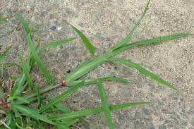 Image result for Chloris pilosa