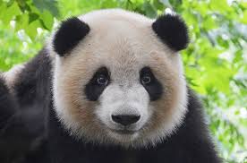Chengdu research base of giant panda breeding was accredited as the first batch of national natural education green campsites for teenagers Daru Pandas For Ruby