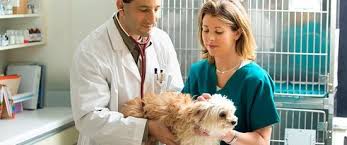 The profession of a veterinarian could only be practiced by a veterinary physician that has been licensed to practice the profession. How To Become A Veterinary Assistant How Long Does It Take
