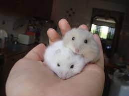 Pin By Velvet Uwu On Hamster Cute Hamsters Funny Hamsters Cute Creatures