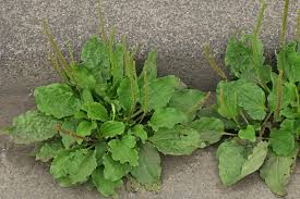 Image result for Plantago