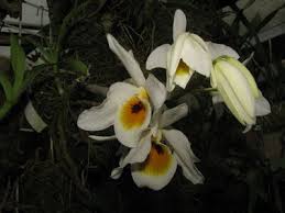 Image result for Blepharis burundiensis