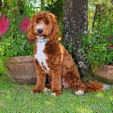 White undermount kitchen sink australian labradoodle mini red. Barksdale S Red Australian Labradoodles Barksdale Labradoodles