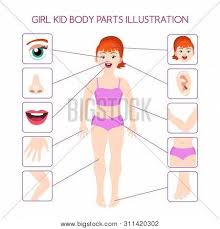 We support all major formats including maya, 3d studio max, cinema 4d, lightwave, and softimage. Girl Kid Body Parts Vector Photo Free Trial Bigstock