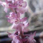 Image result for Rhipidoglossum rutilum