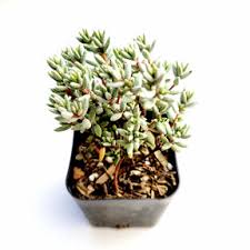 Image result for Crassula lanceolata