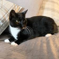 You may also like these hd dog wallpapers. Luxury Super Soft Cat Blanket Omlet
