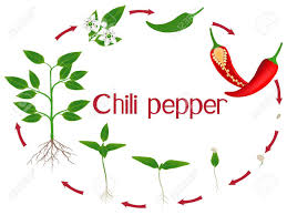 Maybe you would like to learn more about one of these? Chili Pepper Plant Growth Stages Isolated On White Background Royalty Free Cliparts Vectors And Stock Illustration Image 139537500