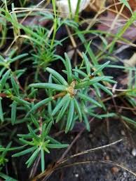Image result for Portulaca kermesina