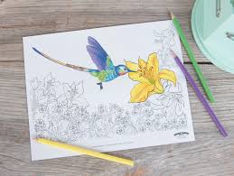 The smallest living bird in the whole world is a hummingbird. Hummingbird Adult Coloring Page Free Printable Fun365