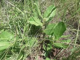 Image result for Multidentia