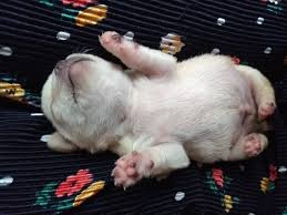 If his nails are all black, trim just a tiny bit off at a time. How To Take Care Of The Nails In Chihuahuas Guide And Advices Chihuahua Style